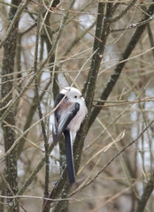 Aegithalos caudatus caudatus