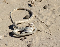 Psammophis lineolatus