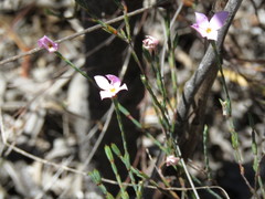 Lachnaea uniflora