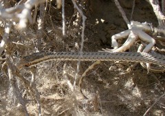 Psammophis lineolatus