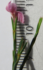 Lachnaea uniflora