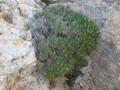 Ptilostemon chamaepeuce