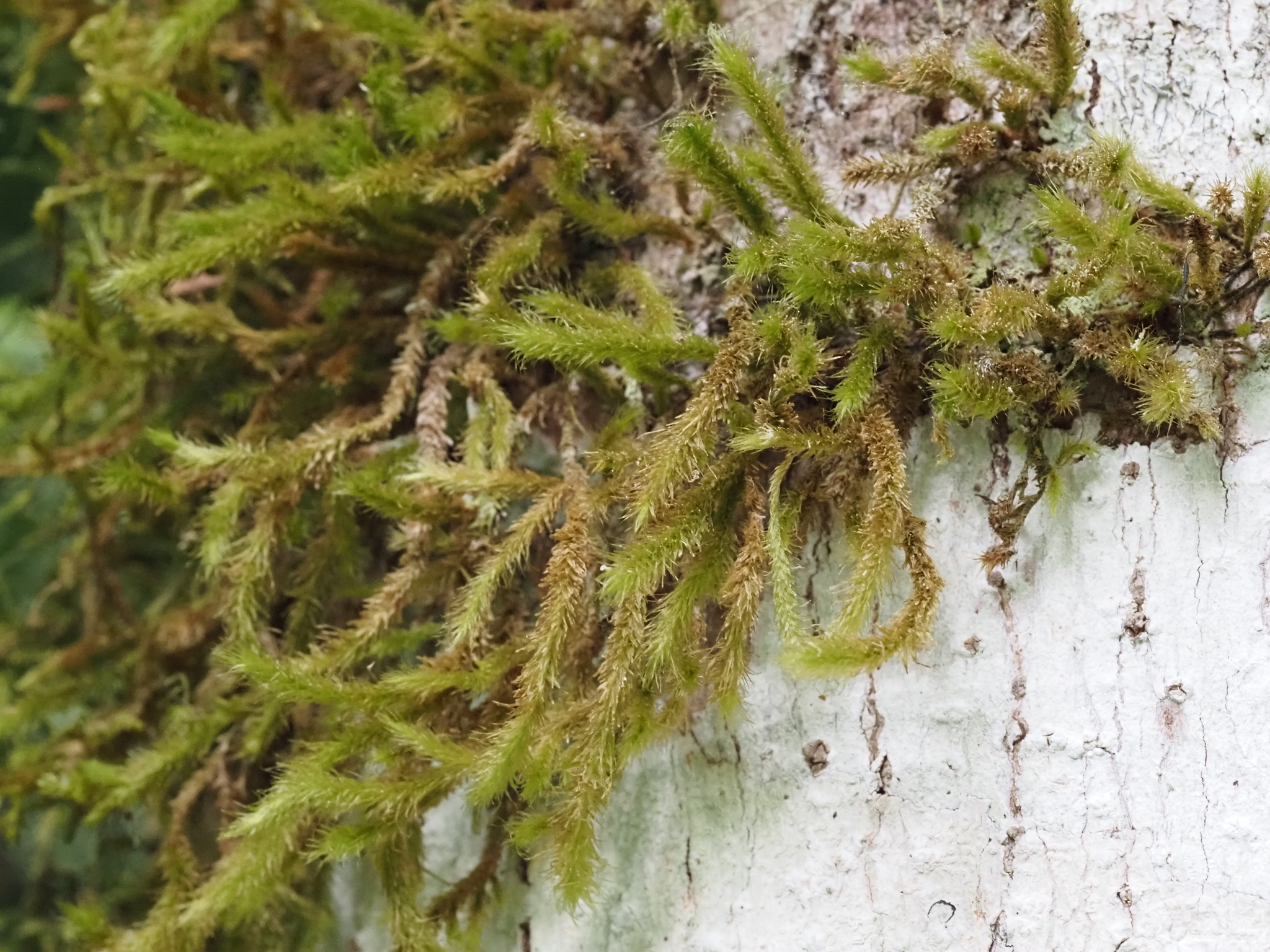 Prionodontaceae
