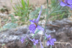 Delphinium halteratum