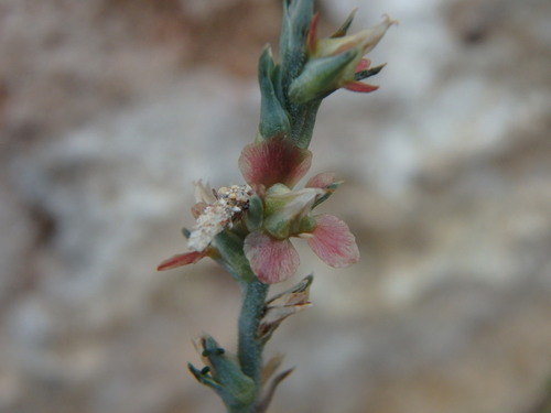 Image of Noaea mucronata by (c) Daniel Cahen, some rights reserved (CC BY)