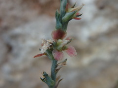 Noaea mucronata