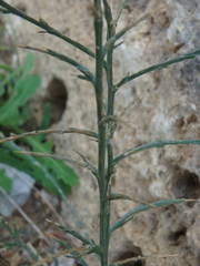 Noaea mucronata