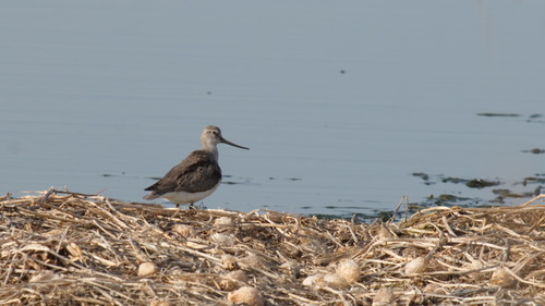 Andarríos del Terek (Xenus cinereus)