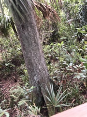Coryphoideae