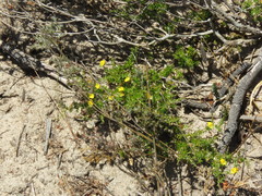 Aspalathus acuminata acuminata
