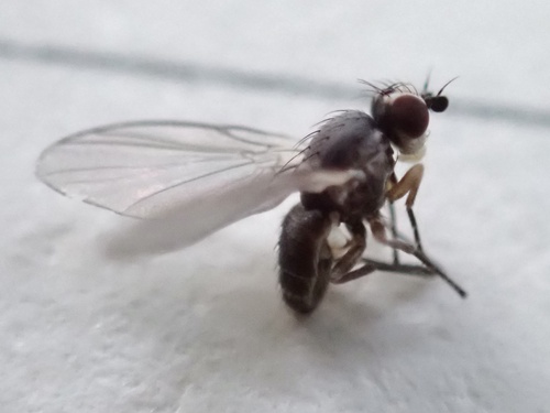 Phytomyza hellebori