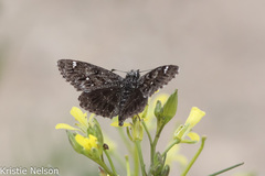 Hesperopsis alpheus