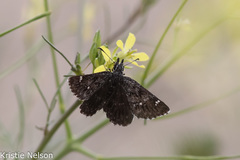 Hesperopsis alpheus