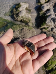 Stramonita biserialis