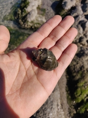 Stramonita biserialis