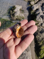 Stramonita biserialis