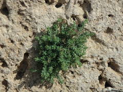 Galium canum