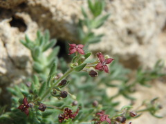 Galium canum