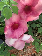 Allamanda