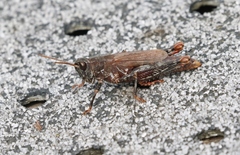 Truganinia bauerae