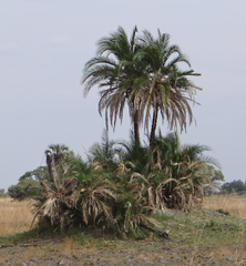 Phoenix reclinata image