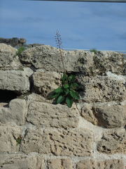 Verbascum levanticum
