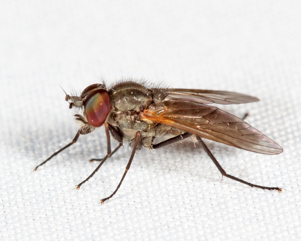 Rocky Mountain bite flies