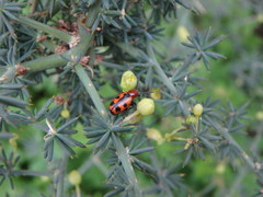 Crioceris bicruciata