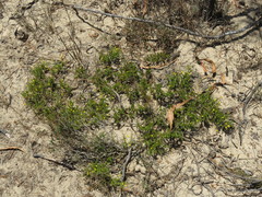 Aspalathus acuminata acuminata
