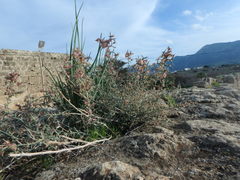 Noaea mucronata