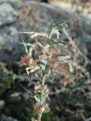 Noaea mucronata