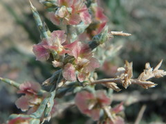 Noaea mucronata
