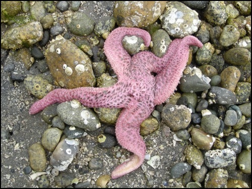 Pisaster brevispinus - Wikipedia