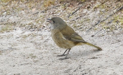 Pachycephala olivacea