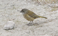 Pachycephala olivacea