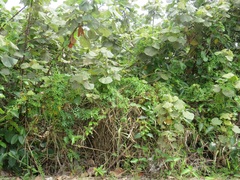 Hibiscus tiliaceus tiliaceus