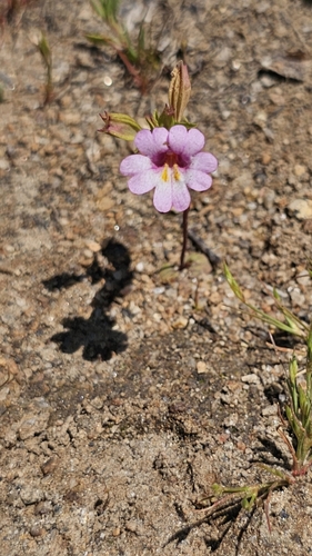 Erythranthe acutidens (Erythranthe acutidens)