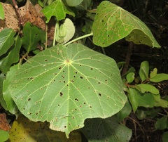 Hibiscus tiliaceus tiliaceus