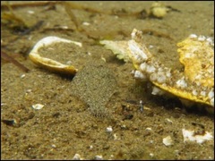 Platichthys stellatus