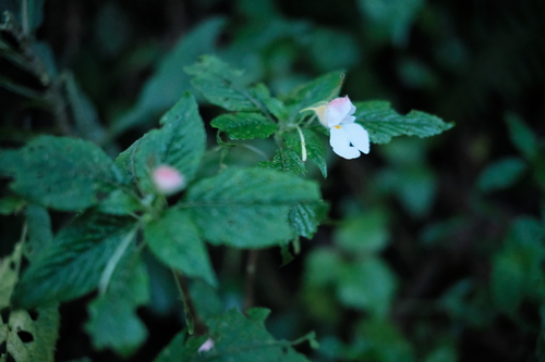 Impatiens burtonii, photograph 1