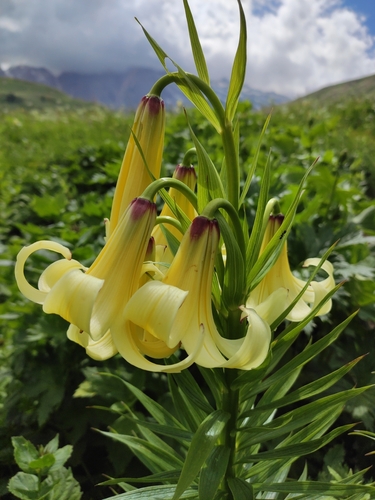 Lilium kesselringianum, photograph 1