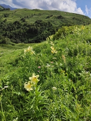 (c) Наталья Пикалова, some rights reserved (CC BY) Lilium kesselringianum, photograph (c) Наталья Пикалова, some rights reserved (CC BY)