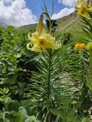 (c) Наталья Пикалова, some rights reserved (CC BY) Lilium kesselringianum, photograph (c) Наталья Пикалова, some rights reserved (CC BY)