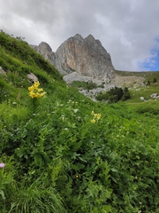 (c) Наталья Пикалова, some rights reserved (CC BY) Lilium kesselringianum, photograph (c) Наталья Пикалова, some rights reserved (CC BY)