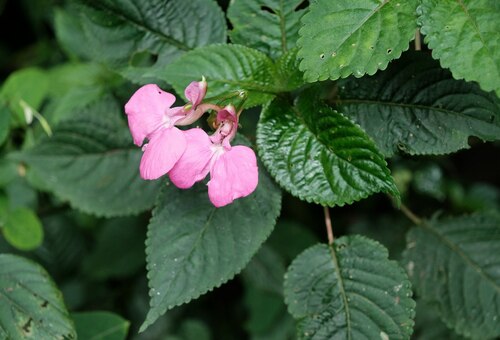 Impatiens stuhlmannii, photograph 4