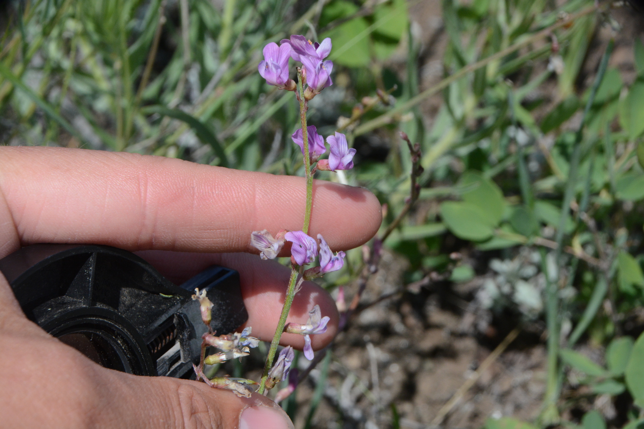 Astragalus miser var. serotinus