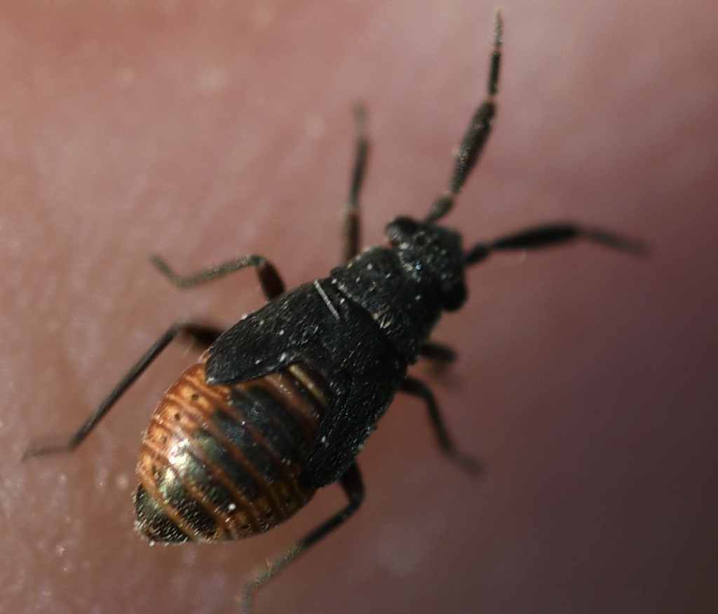 Heterocordylus tumidicornis