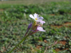 Erucaria hispanica