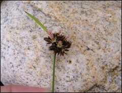 Juncus mertensianus