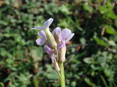 Erucaria hispanica